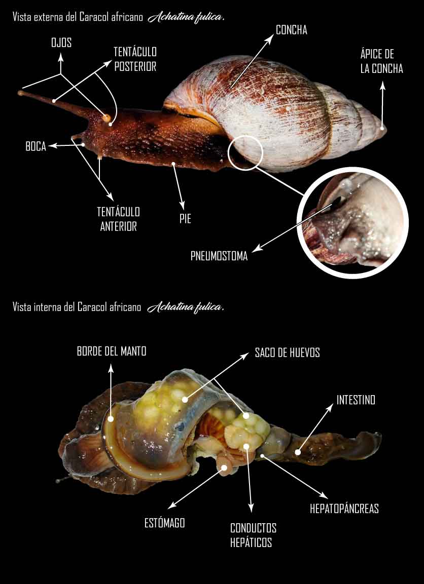 Láminas Morfológicas